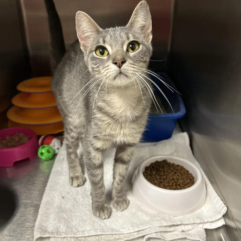 A baby medium-sized female Tabby (Gray / Blue / Silver) Domestic Short Hair cat named Table for adoption in La Grange Park, IL