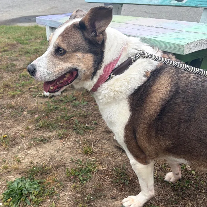 A senior large-sized female Brown / Chocolate Mixed Breed dog named Bambi for adoption in Fredericksburg, VA