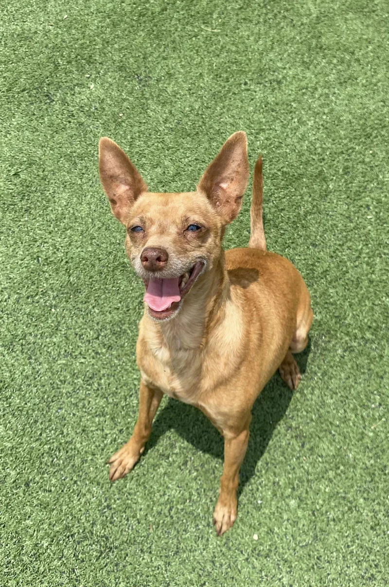 Cinnamon thumbnail 2