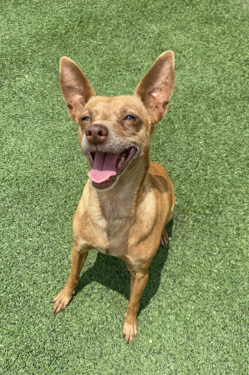 Cinnamon thumbnail 3