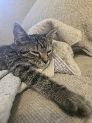 A baby small-sized female Domestic Short Hair cat named Libb for adoption in Chamblee, GA