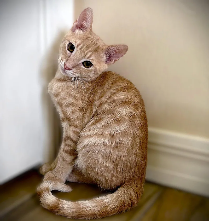 A baby medium-sized male Tabby cat named Mako for adoption in Fort Myers, FL