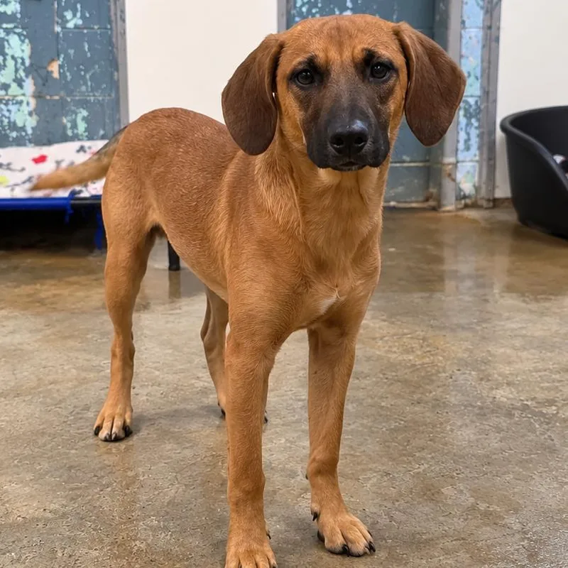 A baby medium-sized male Red / Chestnut / Orange Mixed Breed dog named Dexter for adoption in Jefferson city, TN