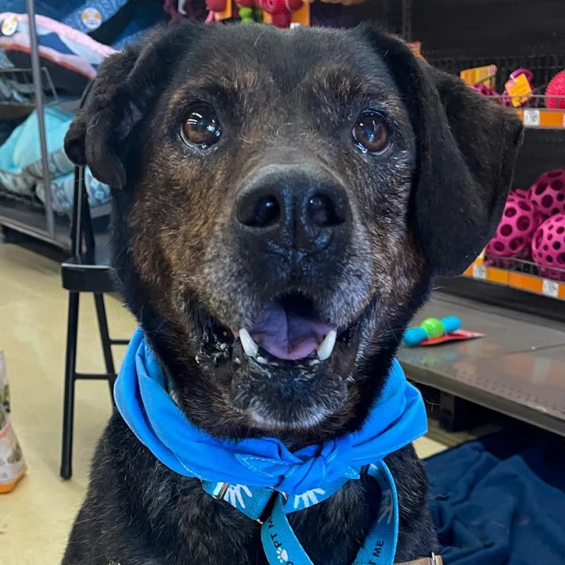 A senior medium-sized female Black Plott Hound dog named Olivia for adoption in Charlottesville, VA