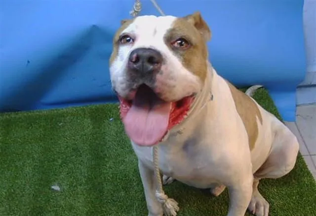 An adult large-sized male Pit Bull Terrier dog named Chance for adoption in Gardena, CA