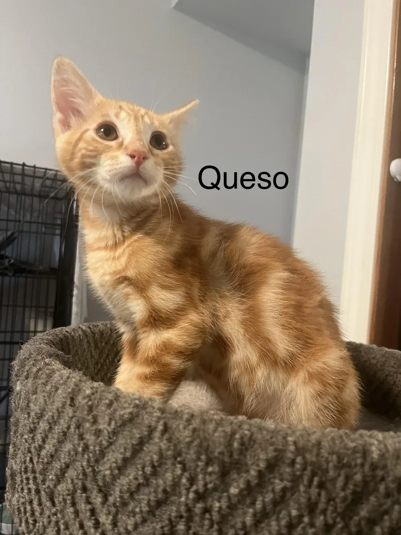 A baby medium-sized male Tabby (Orange / Red) Tabby cat named Queso for adoption in Oakley, CA