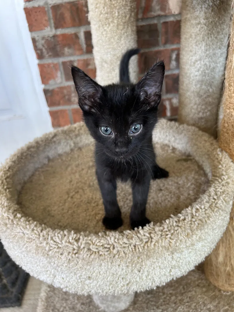 A baby medium-sized male Black Domestic Short Hair cat named Yogi for adoption in Fort Worth, TX