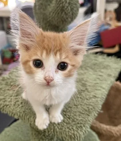 A baby small-sized male Domestic Short Hair cat named Clyde for adoption in Sacramento, CA