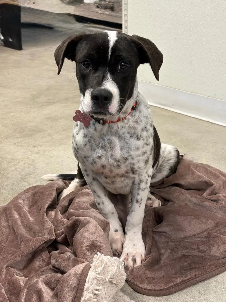 A baby medium-sized female Labrador Retriever dog named Mesa for adoption in Twentynine Palms, CA