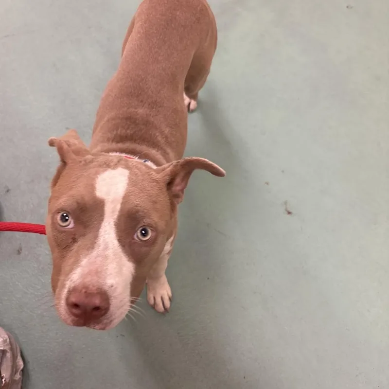 A young medium-sized female Brown / Chocolate Mixed Breed dog named Keri for adoption in Memphis, TN