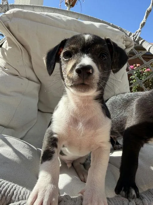 A baby small-sized male Chihuahua dog named Dash Mica Litter for adoption in Los Angeles, CA