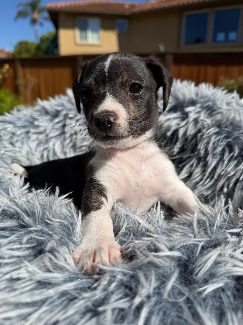 Dash  Mica Litter thumbnail 2
