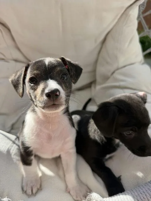 Dash  Mica Litter thumbnail 3