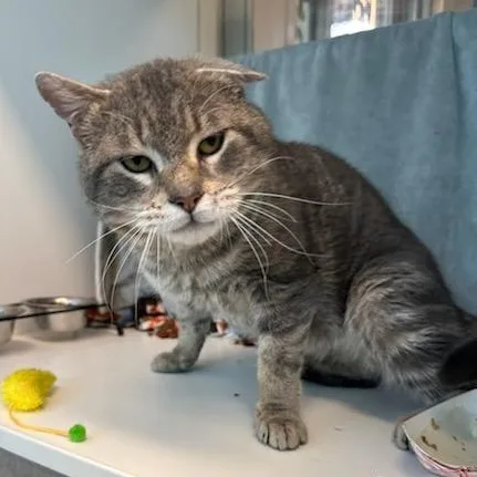 An adult large-sized male Tabby (Gray / Blue / Silver) Domestic Short Hair cat named Flapjack for adoption in Manassas, VA