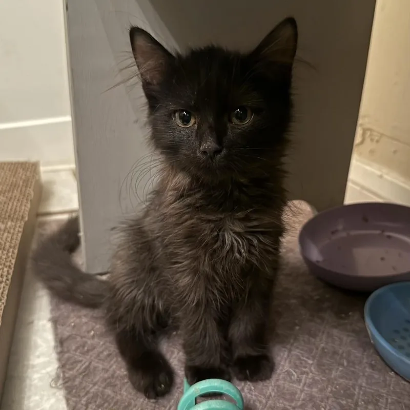 A baby small-sized female Black Domestic Long Hair cat named Sawyer for adoption in Long Beach, CA