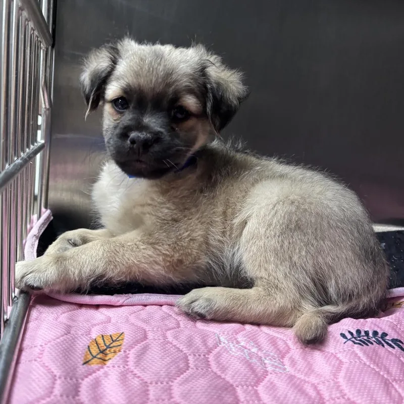 A baby small-sized male Gray / Blue / Silver Chihuahua dog named Rowan A for adoption in Mission Hills, CA