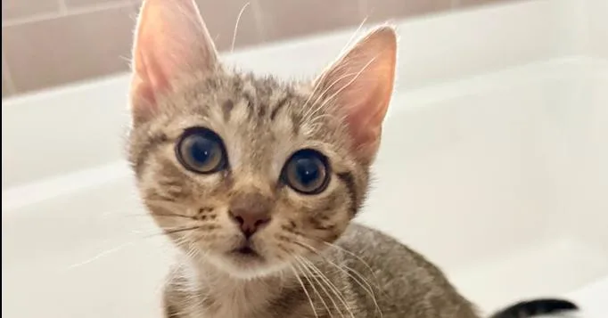 Kedi