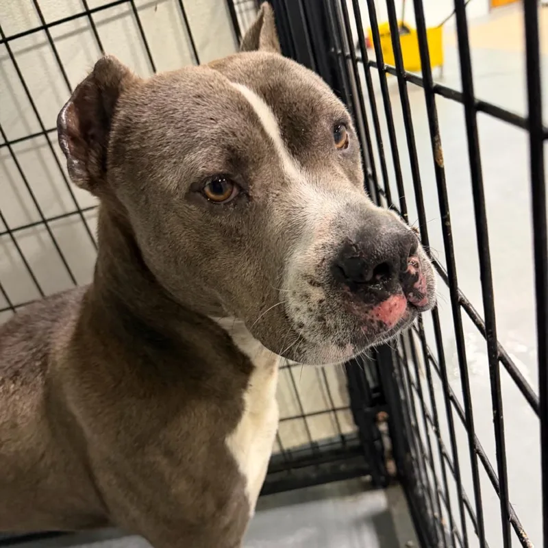 An adult small-sized male Gray / Blue / Silver Terrier dog named Picasso Bug for adoption in St. Louis, MO