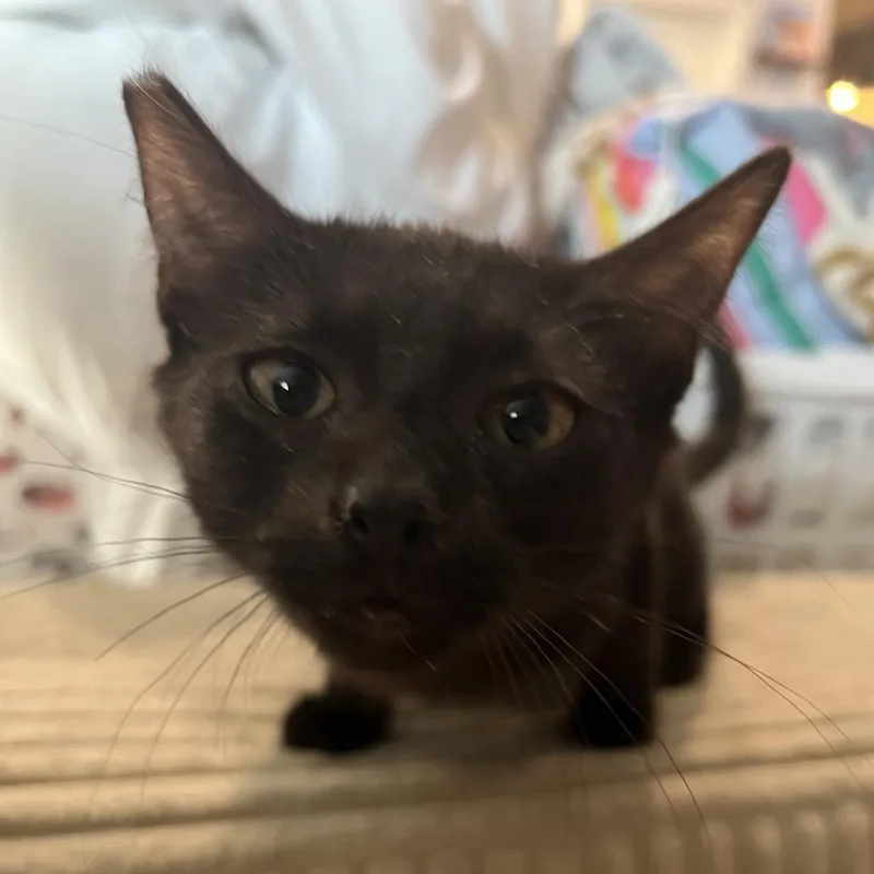 An adult medium-sized female Domestic Short Hair cat named Miss Molly for adoption in Las Vegas, NV