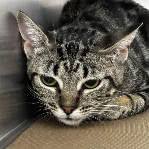 A young medium-sized female Brown / Chocolate Domestic Short Hair cat named Cassie for adoption in Wantagh, NY
