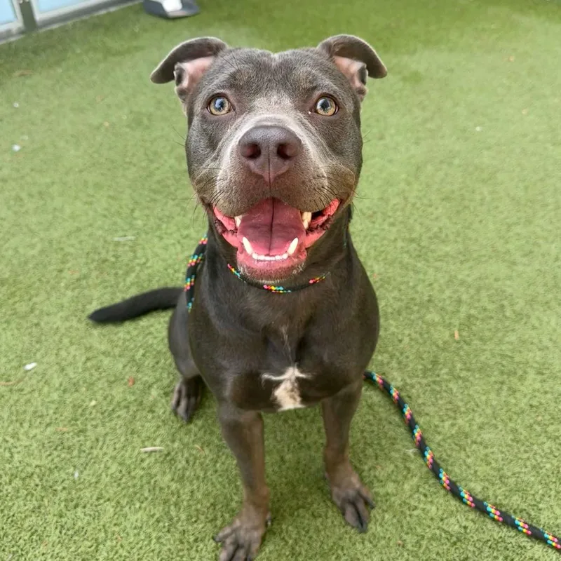 A young medium-sized female Sable Pit Bull Terrier dog named Midnight for adoption in Apache Junction, AZ