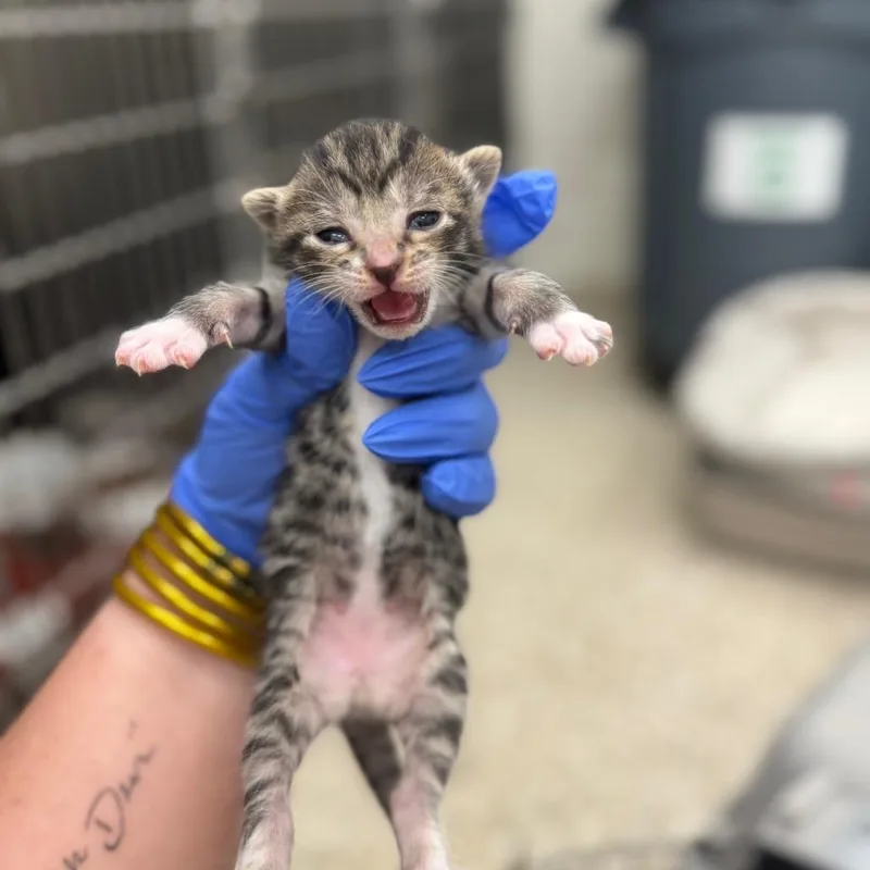 A baby small-sized male Brown / Chocolate Domestic Short Hair cat named Stroopwafel for adoption in Auburn, AL
