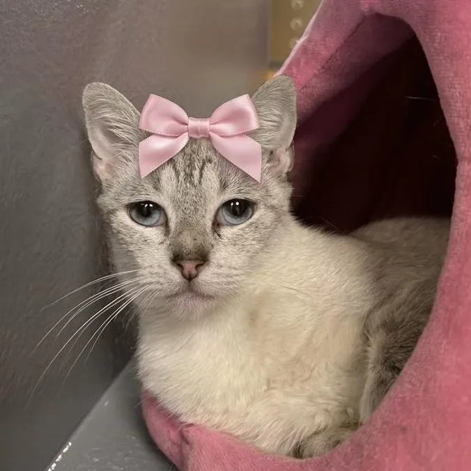 An adult medium-sized female Siamese cat named Sugar for adoption in Dalton, GA