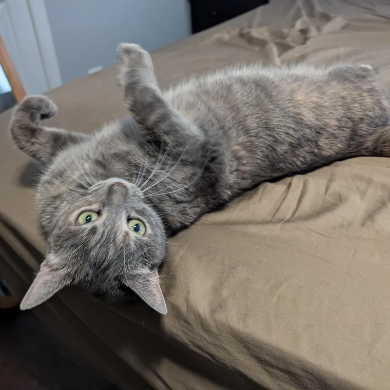 An adult small-sized female Gray / Blue / Silver Domestic Short Hair cat named Penelope for adoption in Woodstock, VA