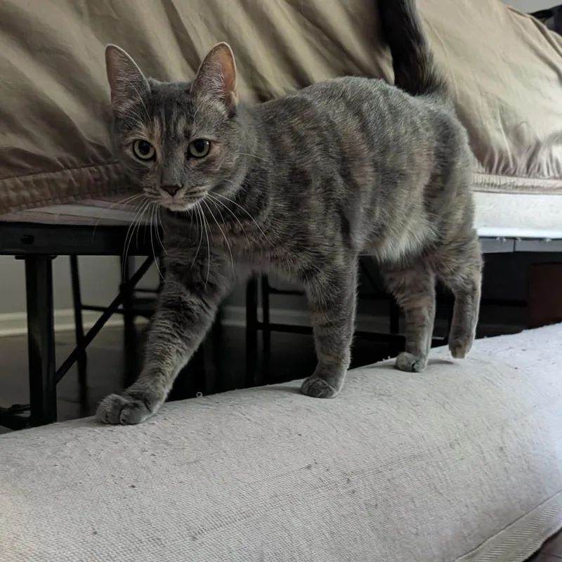 Penelope thumbnail 2