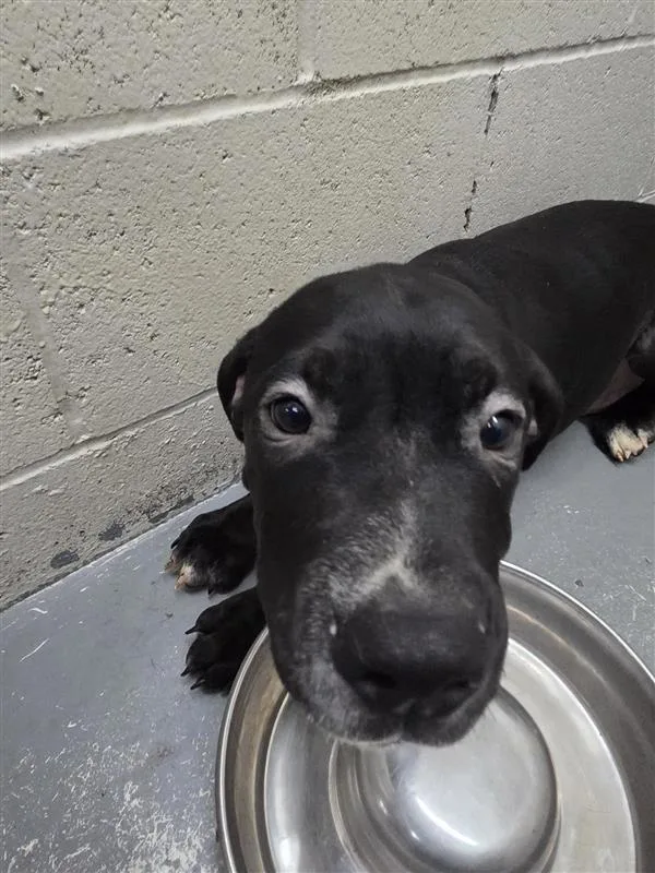 A baby medium-sized male Pit Bull Terrier dog named Rocky for adoption in Vancouver, WA