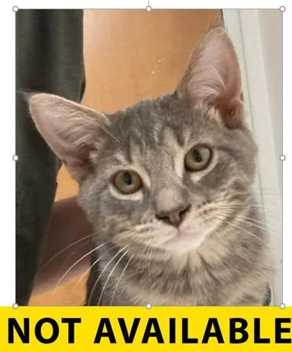 A baby small-sized male Domestic Short Hair cat named Pepper for adoption in Eugene, OR
