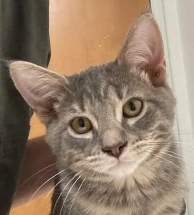 Pepper thumbnail 2