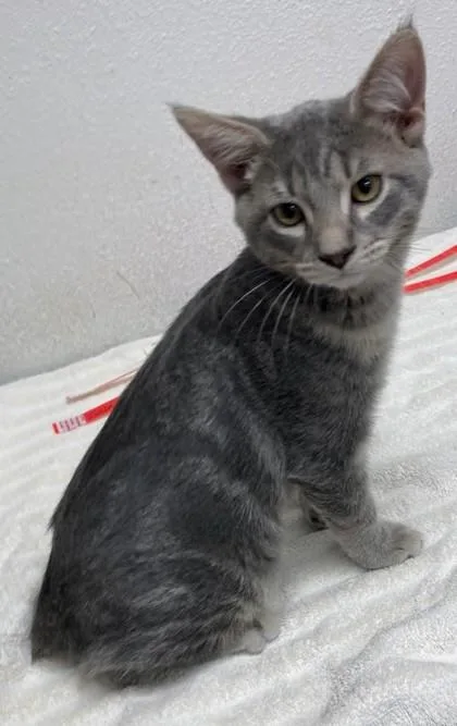 Pepper thumbnail 3