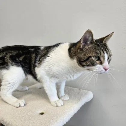 An adult medium-sized male Domestic Short Hair cat named Oscar for adoption in Janesville, WI