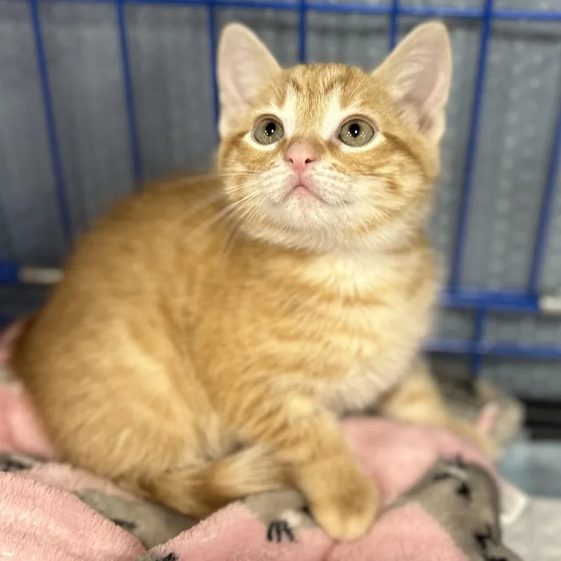 A baby small-sized male Orange / Red Domestic Short Hair cat named Ziggy for adoption in Philadelphia, PA