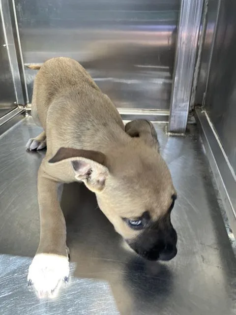 A baby large-sized male Mixed Breed dog named Tommy for adoption in Dallas, TX