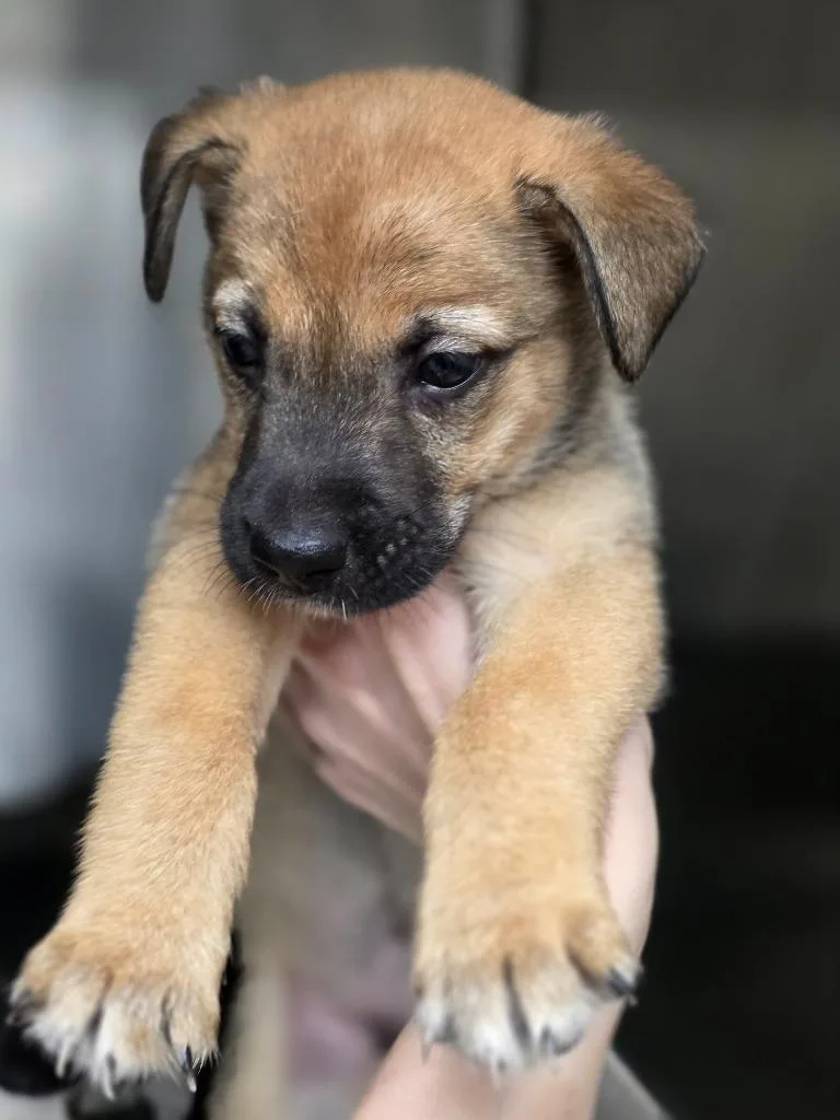A baby small-sized male Swedish Vallhund dog named Bambino for adoption in Carthage, MO