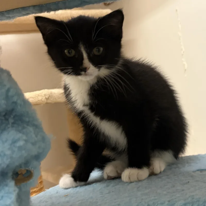 A baby medium-sized female Black & White / Tuxedo Domestic Medium Hair cat named Anastasia for adoption in Southold, NY