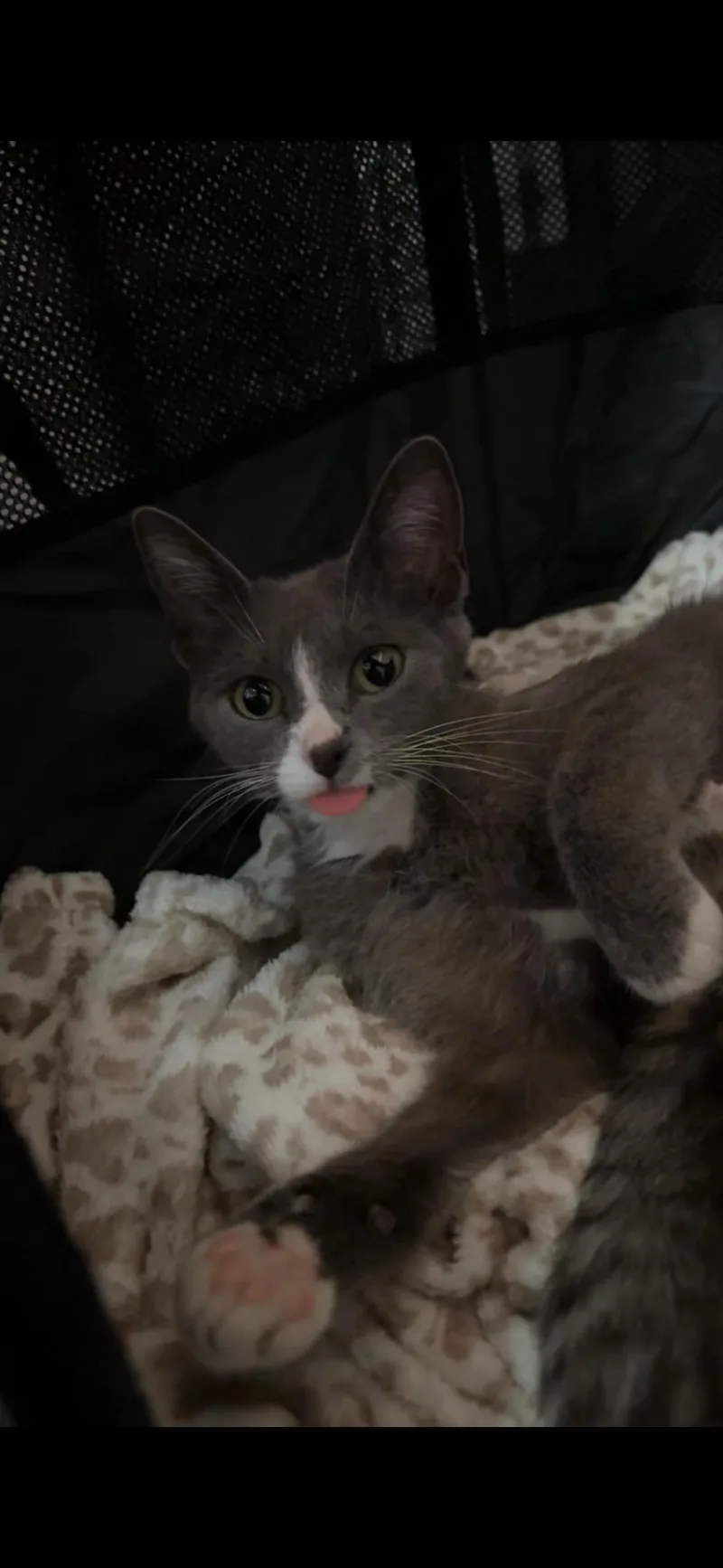 An adult medium-sized female Gray & White Domestic Short Hair cat named Sunny Bun for adoption in Wheaton, IL