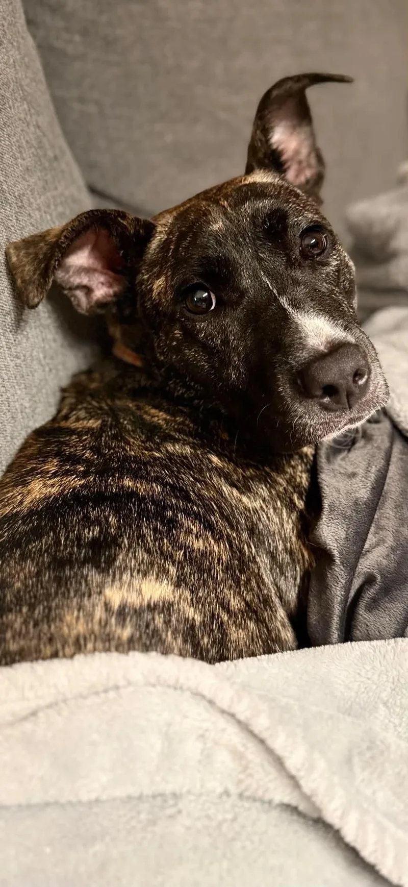 A young medium-sized female Mixed Breed dog named Ava for adoption in Highland, NY