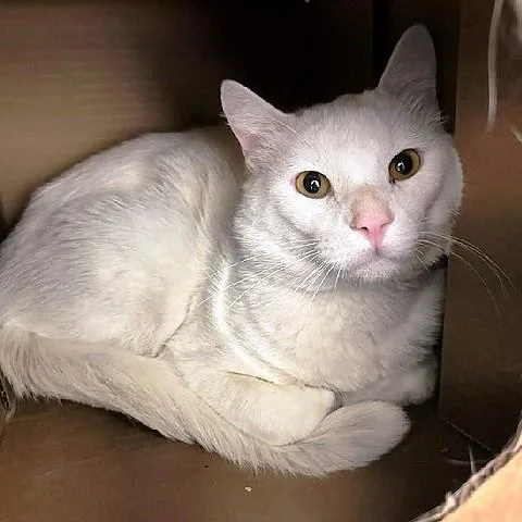An adult medium-sized male White Domestic Short Hair cat named Phantom for adoption in Salt Lake City, UT