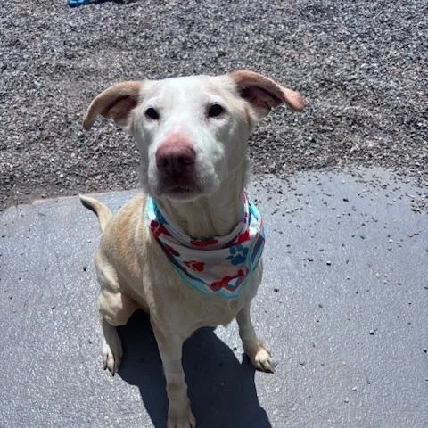 A senior medium-sized female Apricot / Beige Labrador Retriever dog named Sophie for adoption in Marion, NC