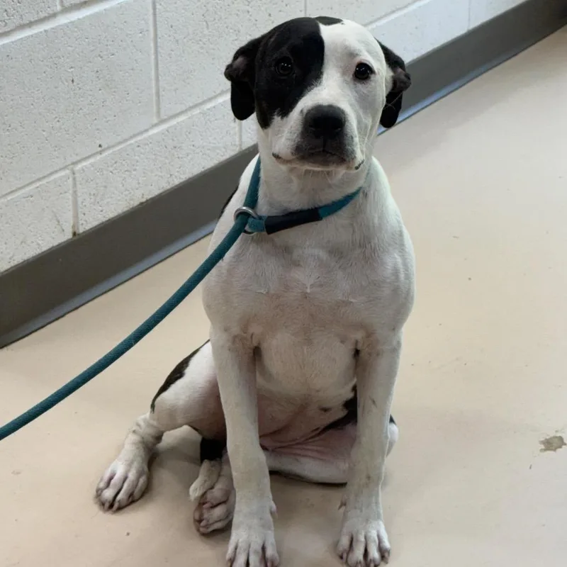 A young medium-sized female Black Pit Bull Terrier dog named Magdeline for adoption in Pine Bluff, AR