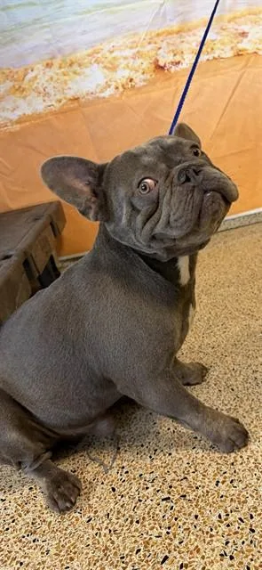 Rex