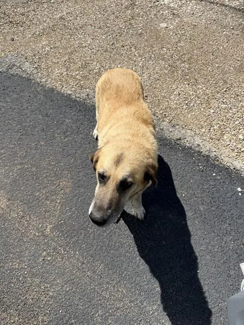 An adult large-sized female Mixed Breed dog named Liz for adoption in Dallas, TX