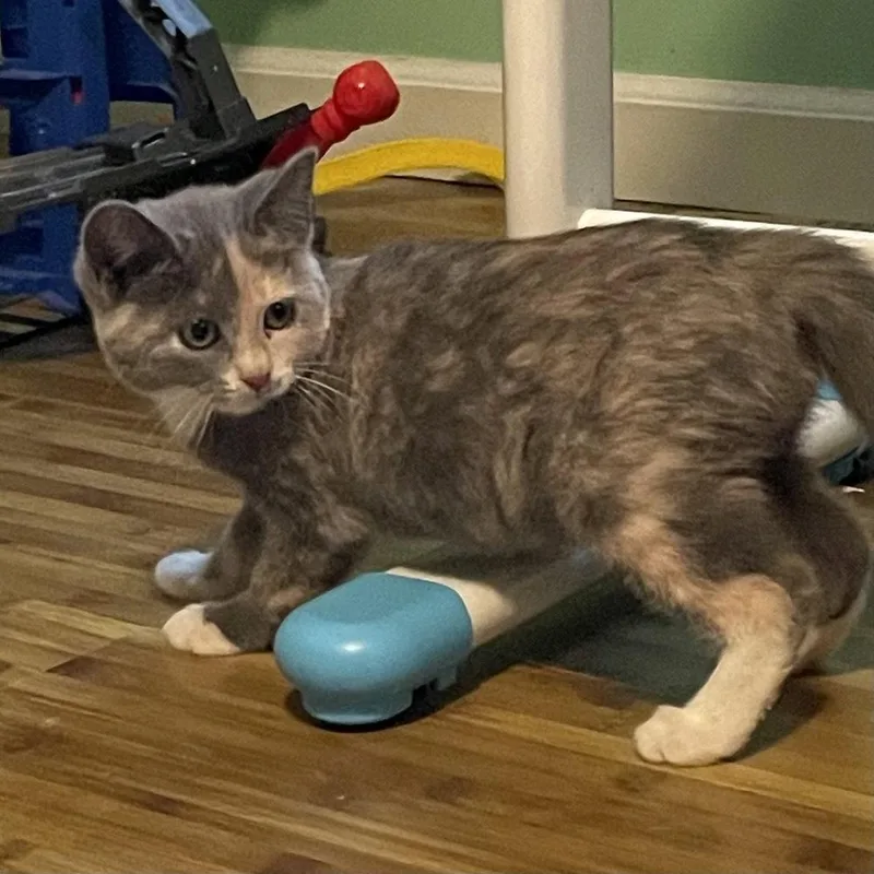 A baby medium-sized female Domestic Short Hair cat named Journey for adoption in Candler, NC