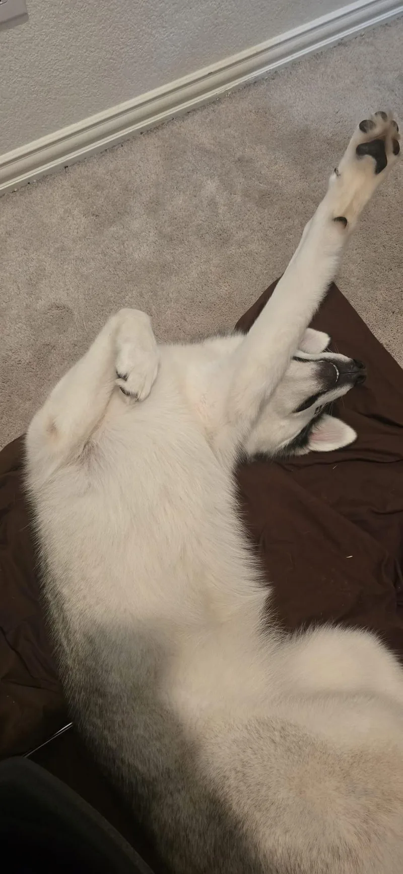 Marley Girl thumbnail 3