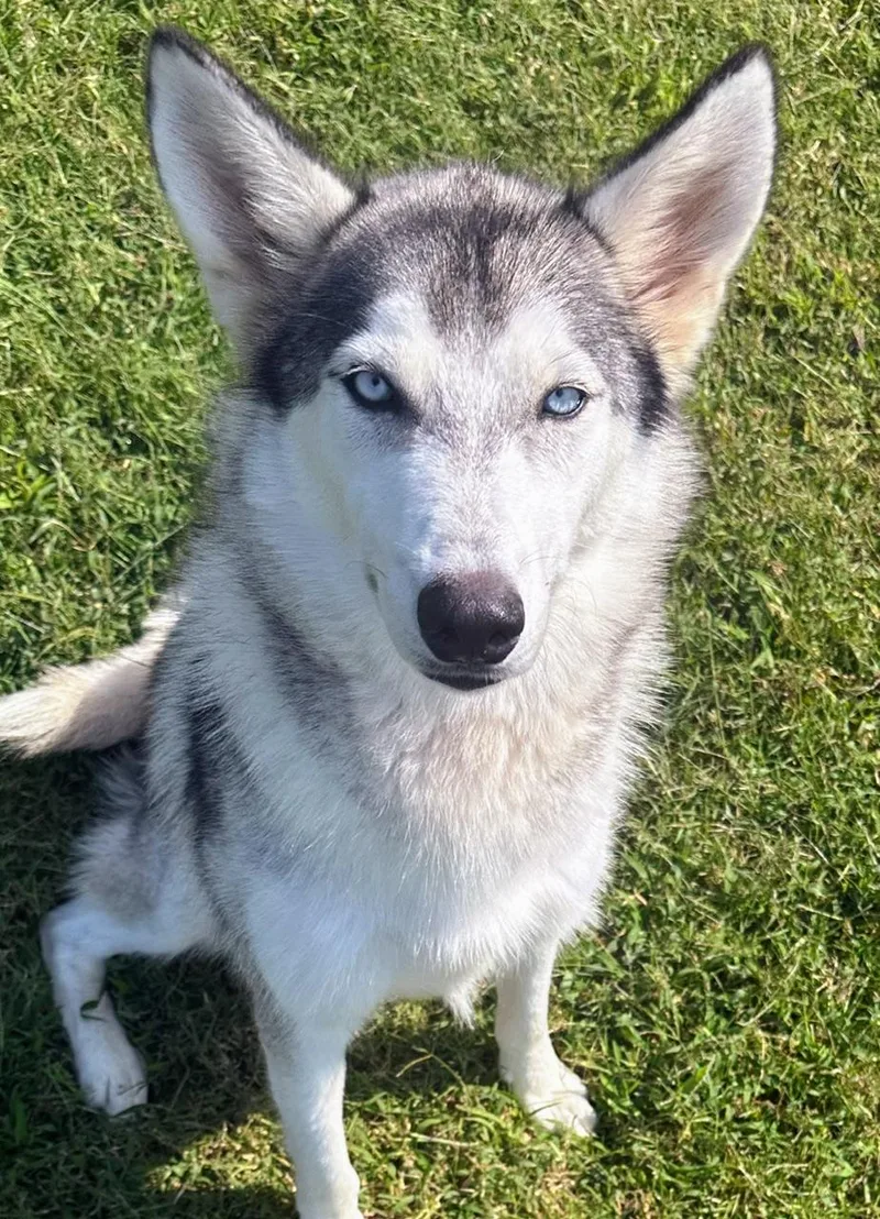 An adult medium-sized female Siberian Husky dog named Marley Girl for adoption in Pottsboro, TX