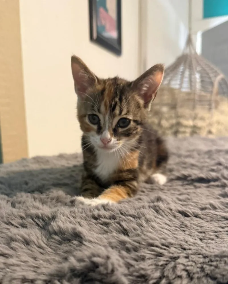 A young small-sized female Calico cat named Ruby for adoption in Temecula, CA