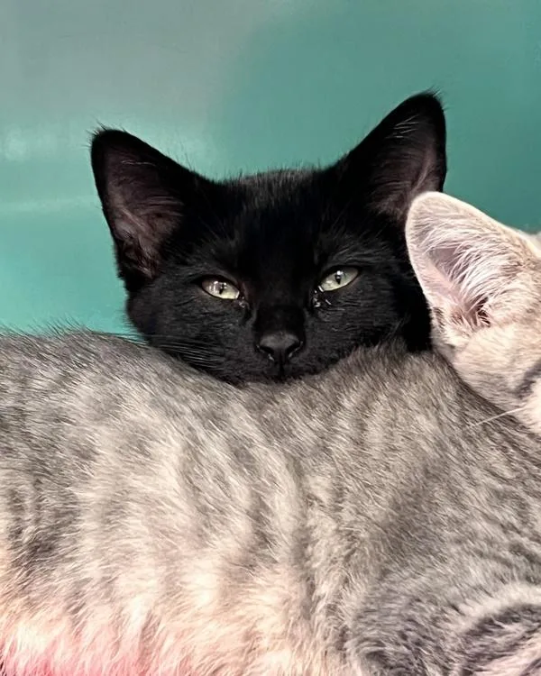 A baby small-sized female Domestic Short Hair cat named Juniper for adoption in Novato, CA